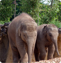 Photo of Elephants at the Zoo
